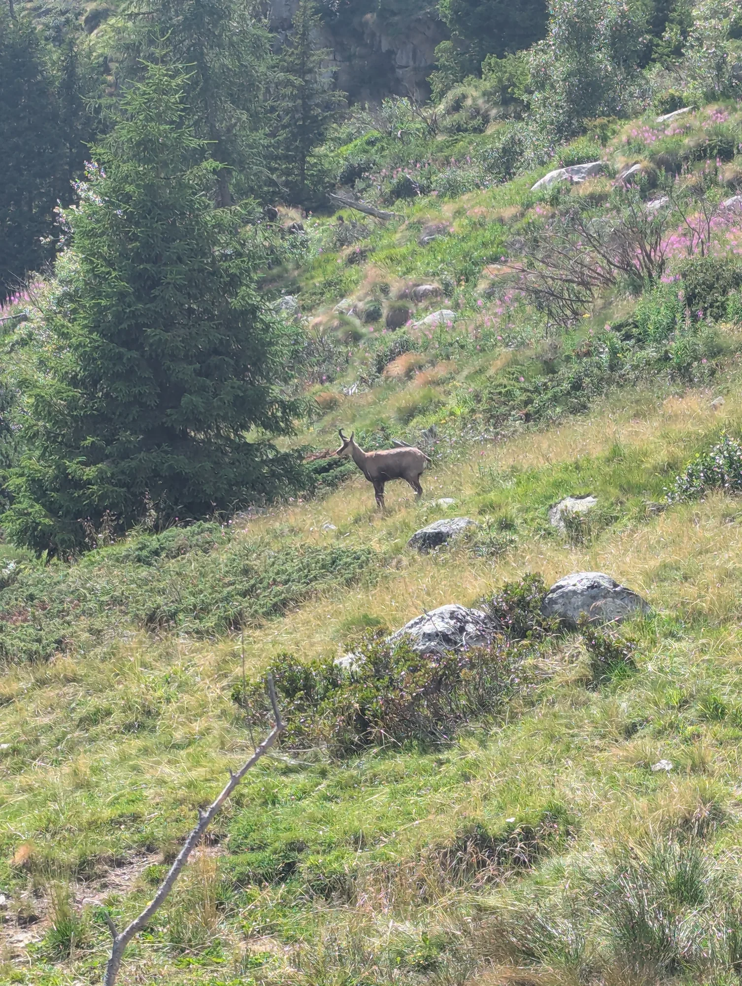 Il camoscio che mi fissa a una trentina di metri