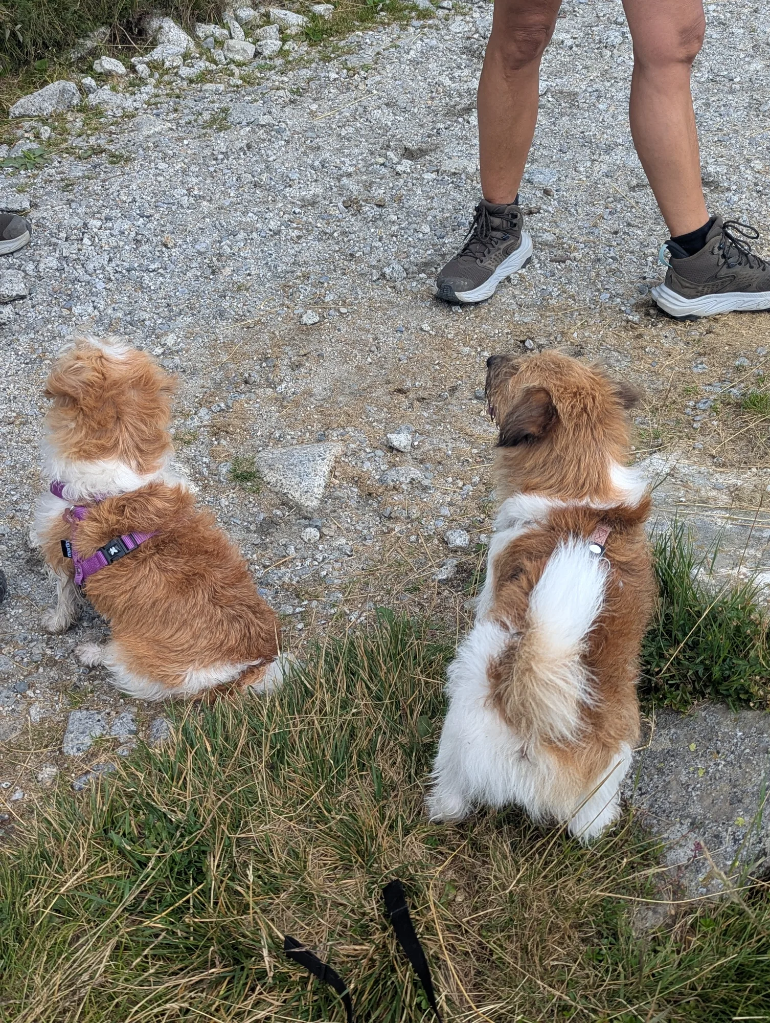 I due cagnolini in supplica per dei biscottini
